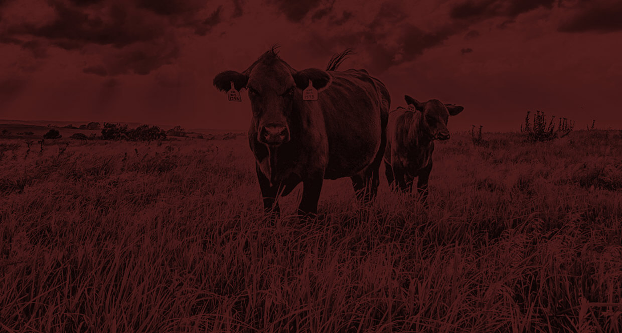 Two bulls standing in a field