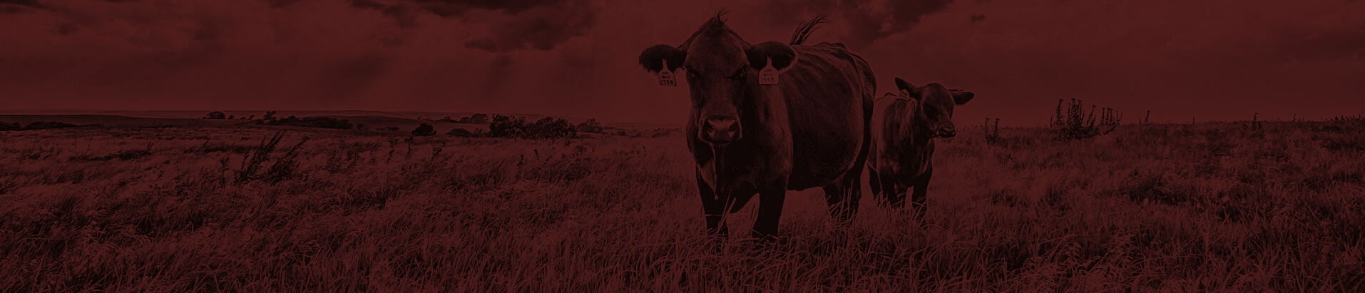 Two bulls standing in a field