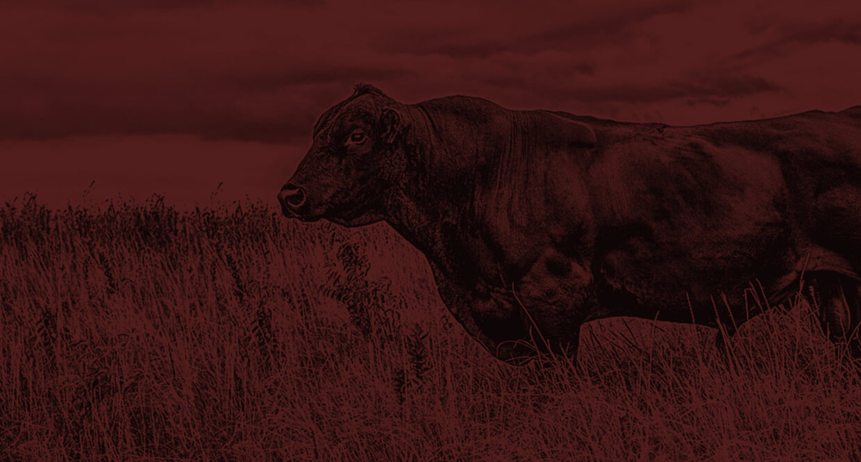Full profile of a bull