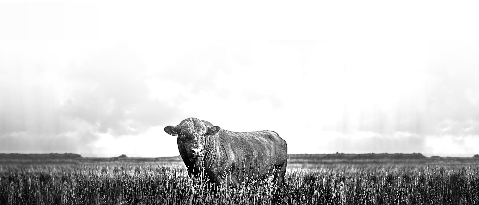 Herd of cows