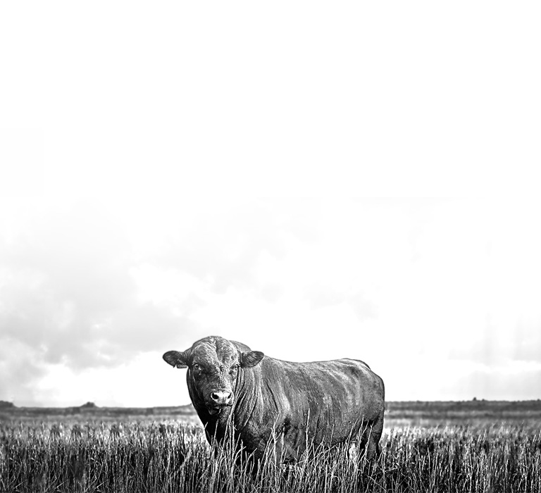 Herd of cows